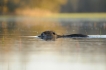 Mammifères Ragondin (Myocastor coypus)