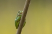 Amphibiens Rainette verte (Hyla arborea)