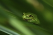 Amphibiens Rainette verte (Hyla arborea)