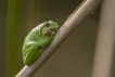 Amphibiens Rainette verte (Hyla arborea)