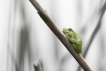 Amphibiens Rainette verte (Hyla arborea)