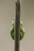 Amphibiens Rainette verte (Hyla arborea)