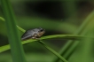 Amphibiens Rainette verte (Hyla arborea)
