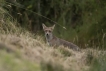 Mammifères Renard roux (vulpes vulpes).