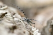Insectes Rosalie des Alpes (Rosalia alpina)