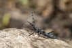 Insectes Rosalie des Alpes (Rosalia alpina)