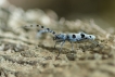 Insectes Rosalie des Alpes (Rosalia alpina)