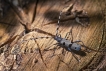 Insectes Rosalie des Alpes (Rosalia alpina)