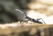 Insectes Rosalie des Alpes (Rosalia alpina)