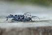 Insectes Rosalie des Alpes (Rosalia alpina)