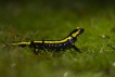 Amphibiens Salamandre tachetée (Salamandra salamandra)