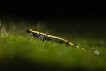 Amphibiens Salamandre tachetée (Salamandra salamandra)