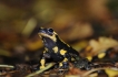 Amphibiens Salamandre tachetée (Salamandra salamandra)