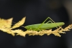 Insectes Conocéphale gracieux (Ruspolia nitidula)