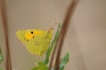 Insectes Souci (Colias crocea)