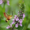 Insectes Sphinx gazé (Hemaris fuciformis)