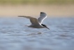 Oiseaux Sterne pierregarin (Sterna hirundo)