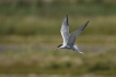 Oiseaux Sterne pierregarin (Sterna hirundo)