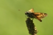 Insectes Sylvaine (Ochlodes sylvanus)