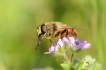 Insectes Syrphe