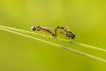 Insectes Syrphe porte-plume (Sphaerophoria scripta)