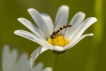 Insectes Syrphe porte-plume (Sphaerophoria scripta)