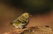Oiseaux Tarin des aulnes (Carduelis spinus)