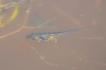 Amphibiens Têtard