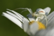 Araignées Thomise Variable (Misumena vatia)