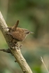Oiseaux Troglodyte mignon (Troglodytes troglodytes)