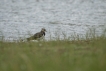 Oiseaux Vanneau Huppé (Vanellus vanellus)