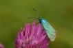 Insectes Zygène sp