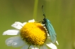 Insectes Zygène sp