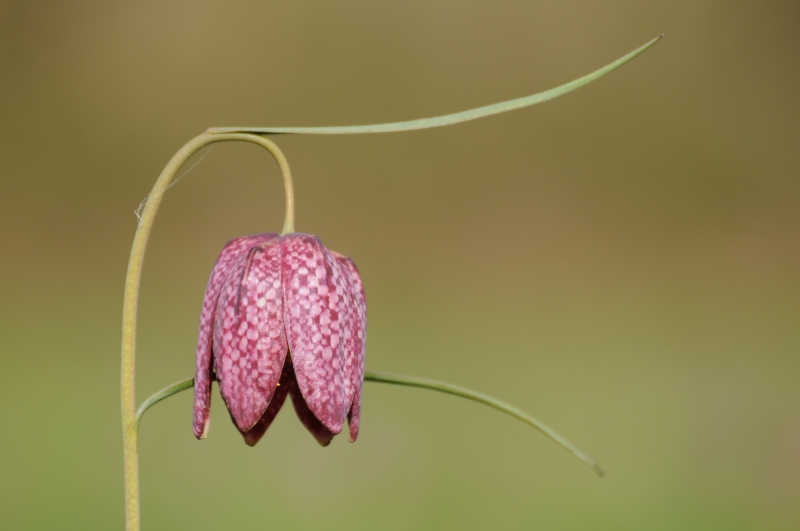Photo Flore Fritillaire pintade (Fritillaria meleagris)