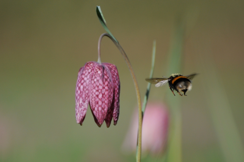 Photo Flore Fritillaire pintade (Fritillaria meleagris)