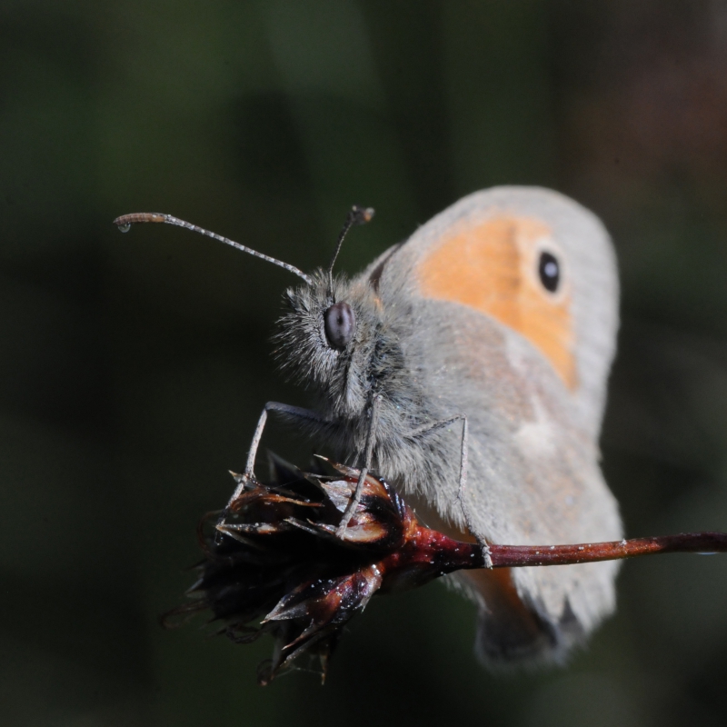 Photo Insectes Procris (Coenonympha pamphilus)