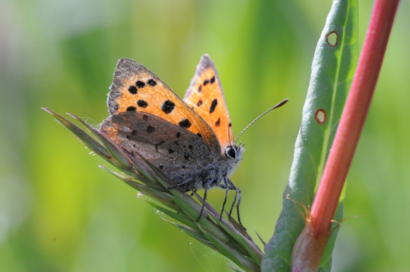 Photo Insectes Cuivré commun (Lycaena phlaeas)