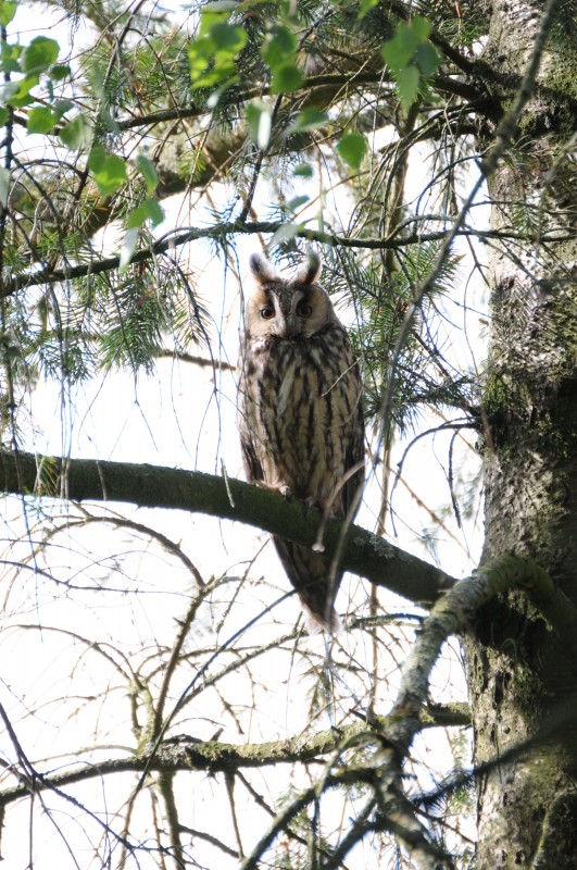 Photo Oiseaux Hibou moyen-duc (Asio otus)