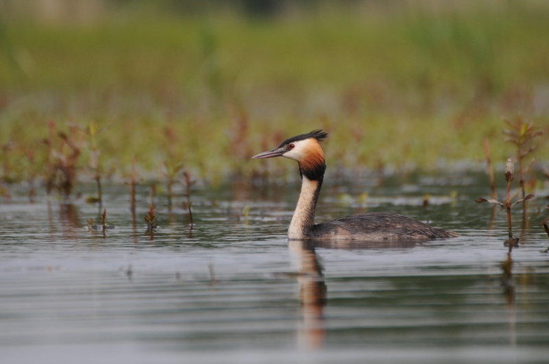 Photo Oiseaux Grèbe huppé (Podiceps cristatus)