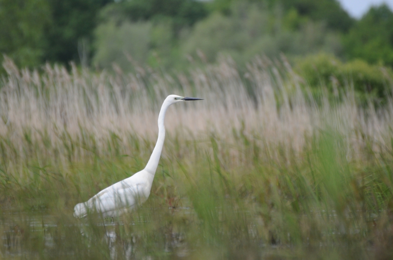 Photo Oiseaux Grande aigrette (Ardea alba)