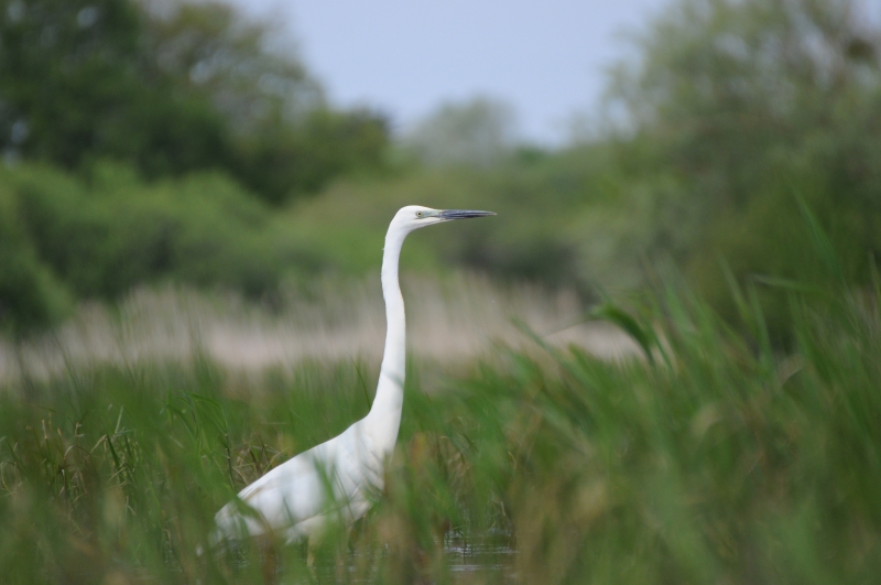 Photo Oiseaux Grande aigrette (Ardea alba)