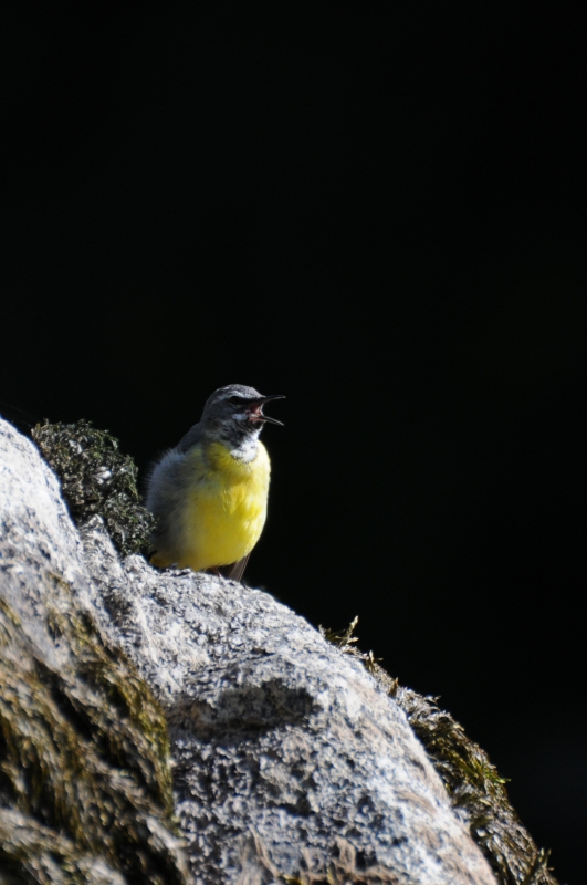 Photo Oiseaux Bergeronnette des ruisseaux (Motacilla cinerea)