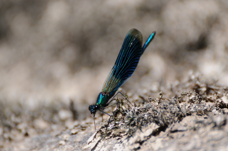 Photo Insectes Caloptéryx éclatant (Calopteryx splendens)