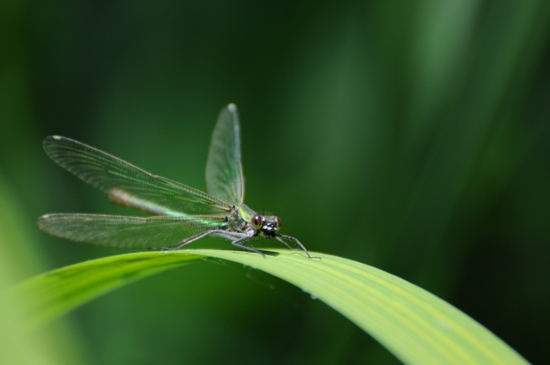 Photo Insectes Caloptéryx éclatant (Calopteryx splendens)