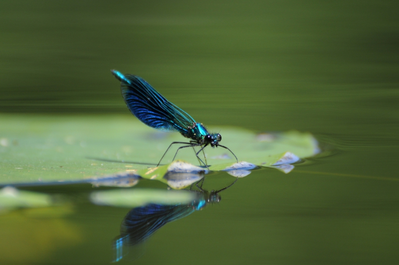 Photo Insectes Caloptéryx éclatant (Calopteryx splendens)