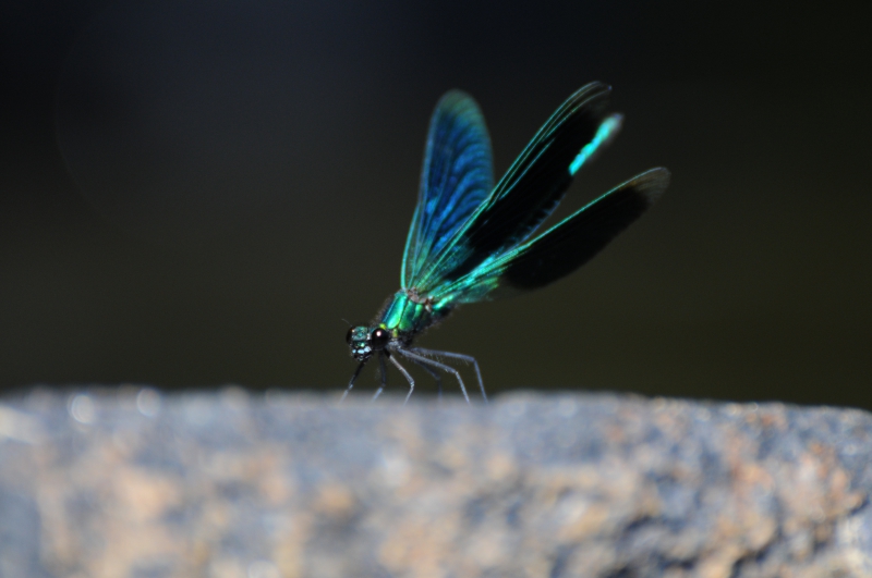 Photo Insectes Caloptéryx éclatant (Calopteryx splendens)