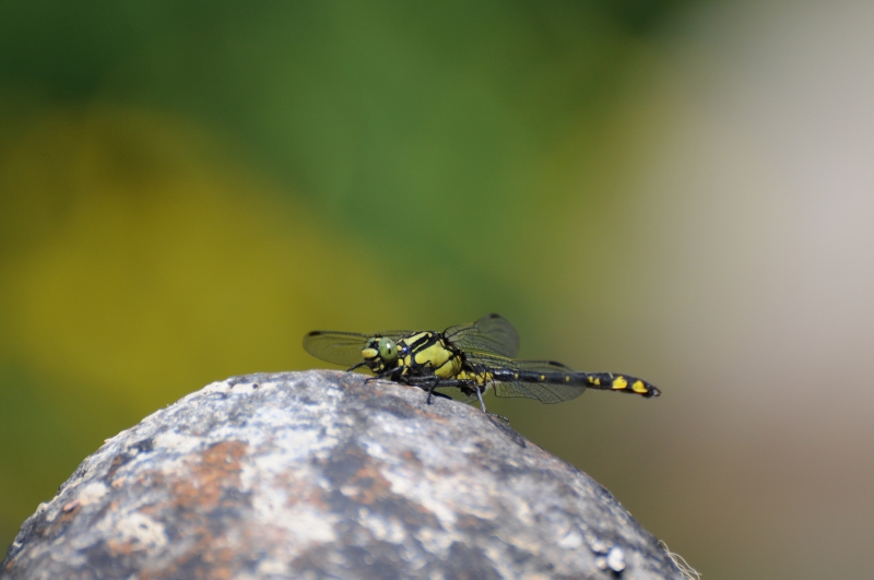 Photo Insectes Gomphe vulgaire (Gomphus vulgatissimus)