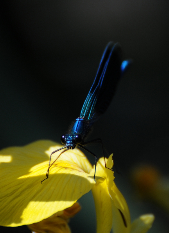 Photo Insectes Caloptéryx éclatant (Calopteryx splendens)
