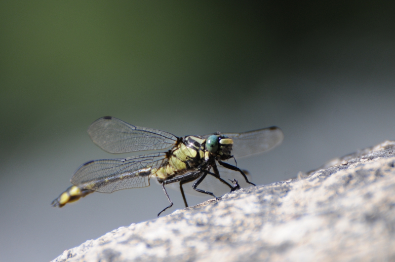 Photo Insectes Gomphe vulgaire (Gomphus vulgatissimus)