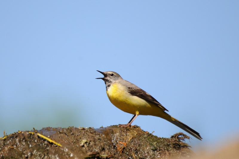 Photo Oiseaux Bergeronnette des ruisseaux (Motacilla cinerea)